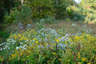 Canada Goldenrod in the White Mountains