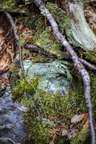 Fairy Puke Lichen in the White Mountains