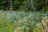 Flat-topped White Aster in the White Mountains