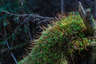 Common Haircap Moss in the White Mountains