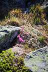 Lapland Rosebay in the White Mountains