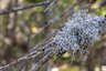 Old Man's Beard Lichen in the White Mountains