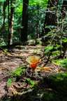 Orange Cone Mushroom in the White Mountains