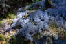 Reindeer Lichen in the White Mountains
