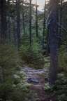 Spruce (Subalpine Spruce) in the White Mountains