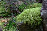 White Cushion Moss in the White Mountains