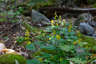 Zigzag Goldenrod in the White Mountains