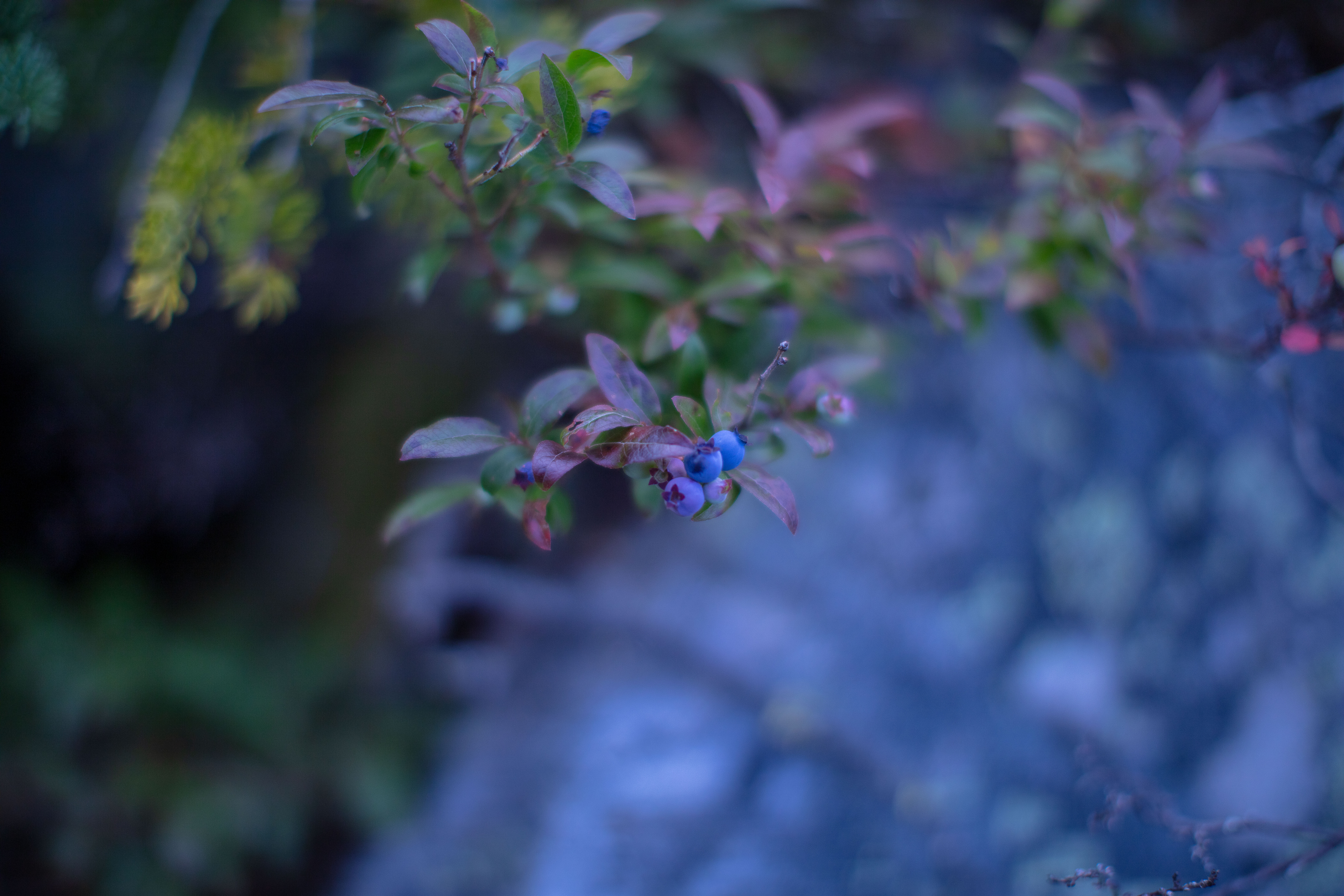 Alpine Bilberry in the White Mountains