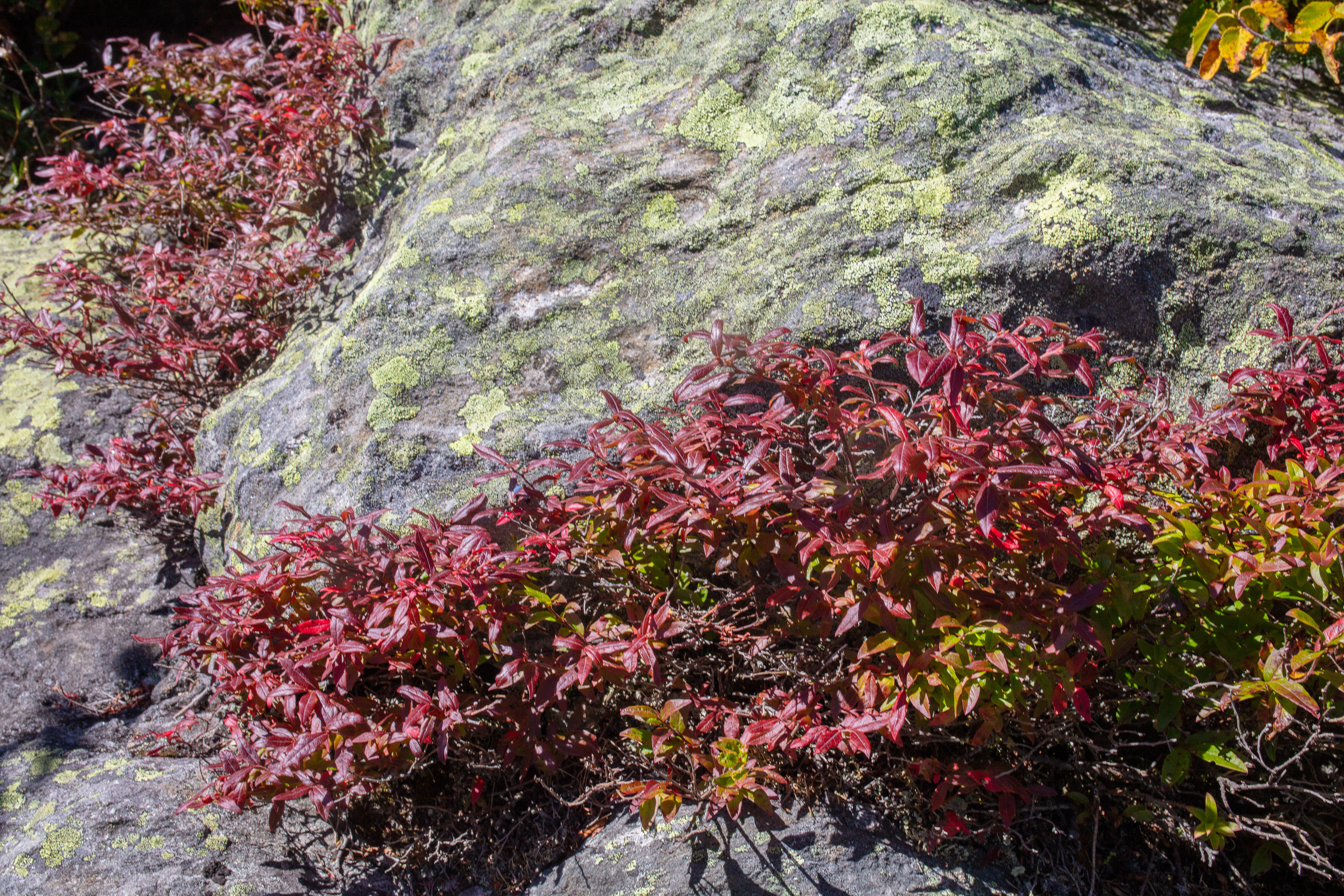 Alpine Bilberry in the White Mountains