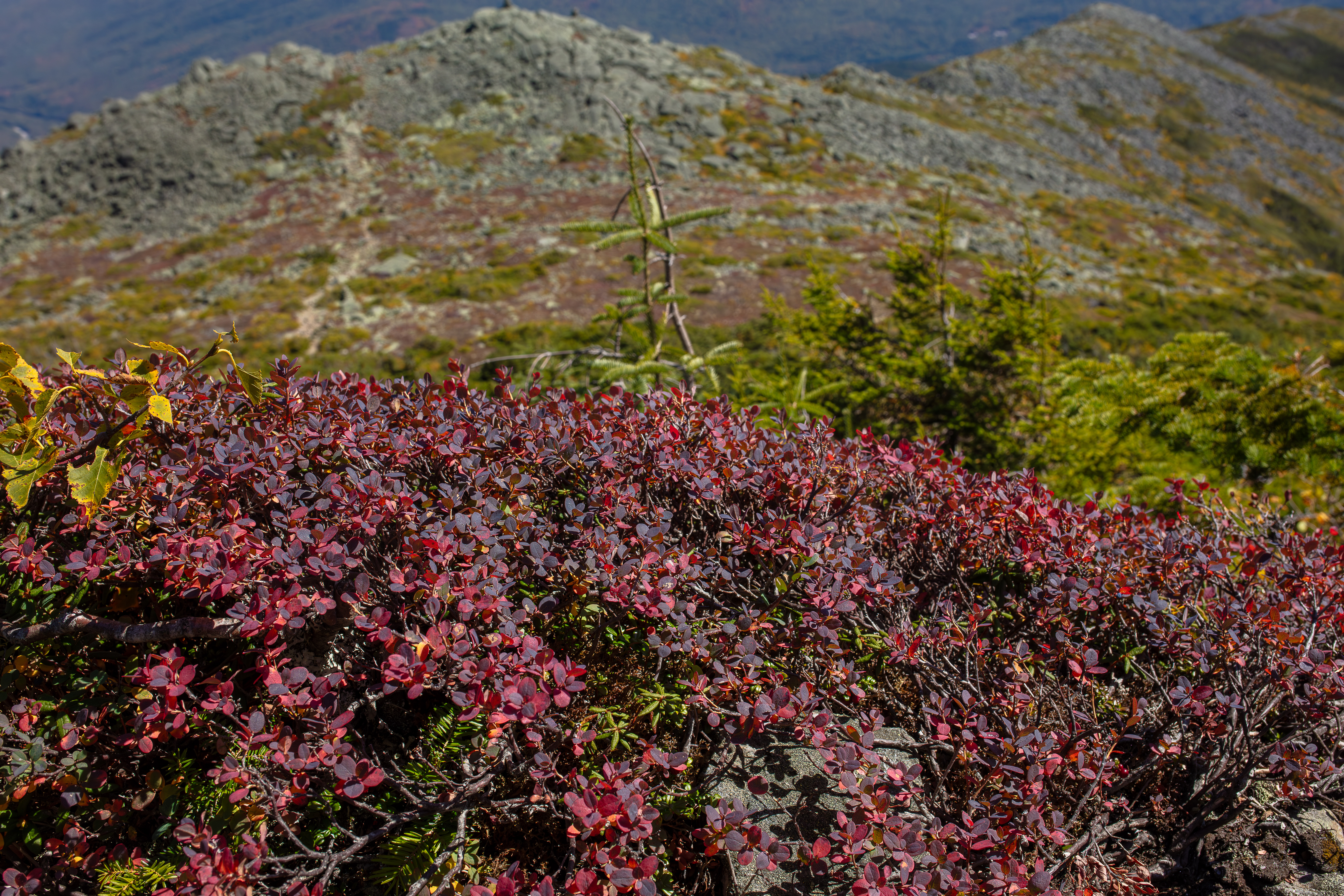 Alpine Bilberry in the White Mountains