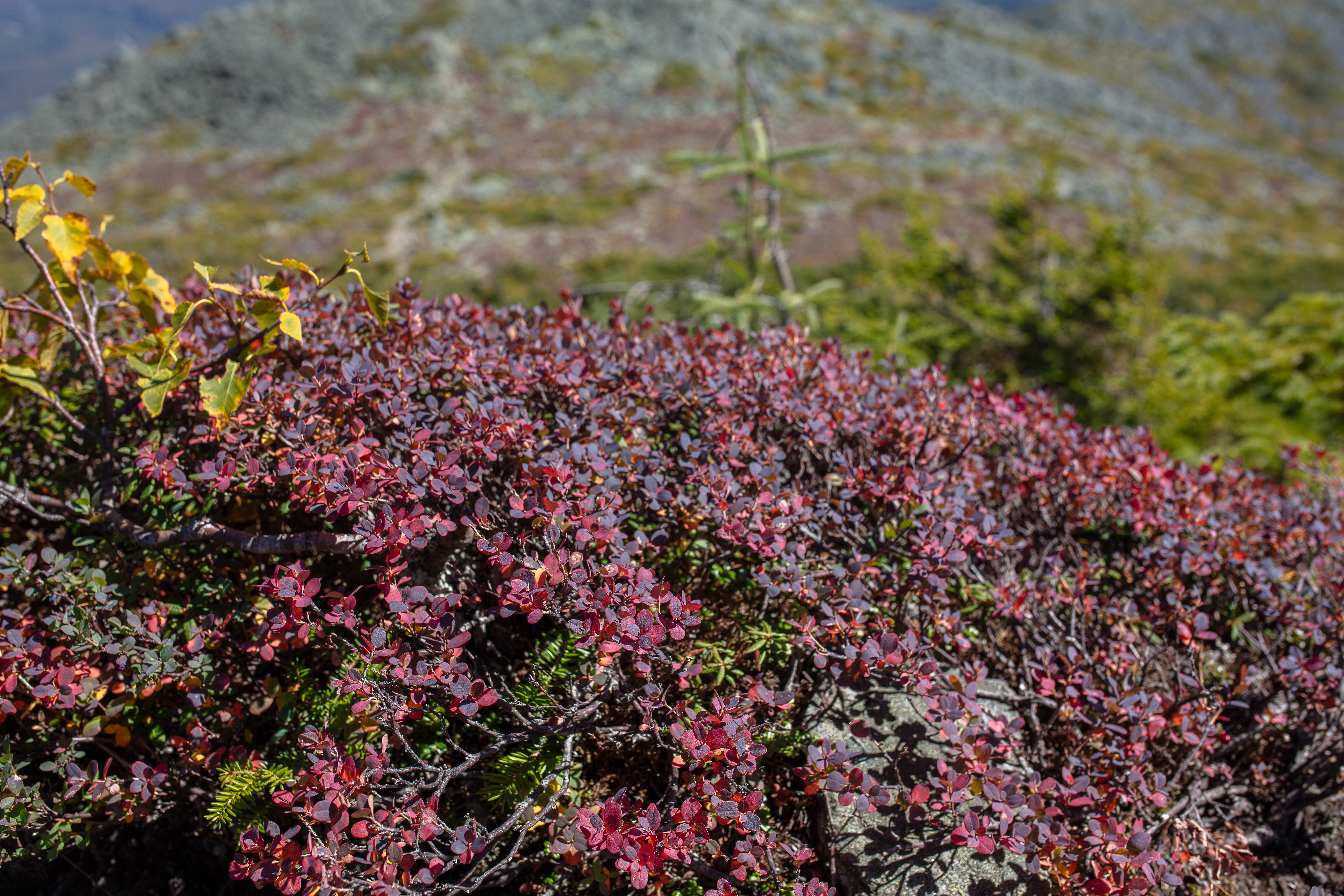 Alpine Bilberry in the White Mountains