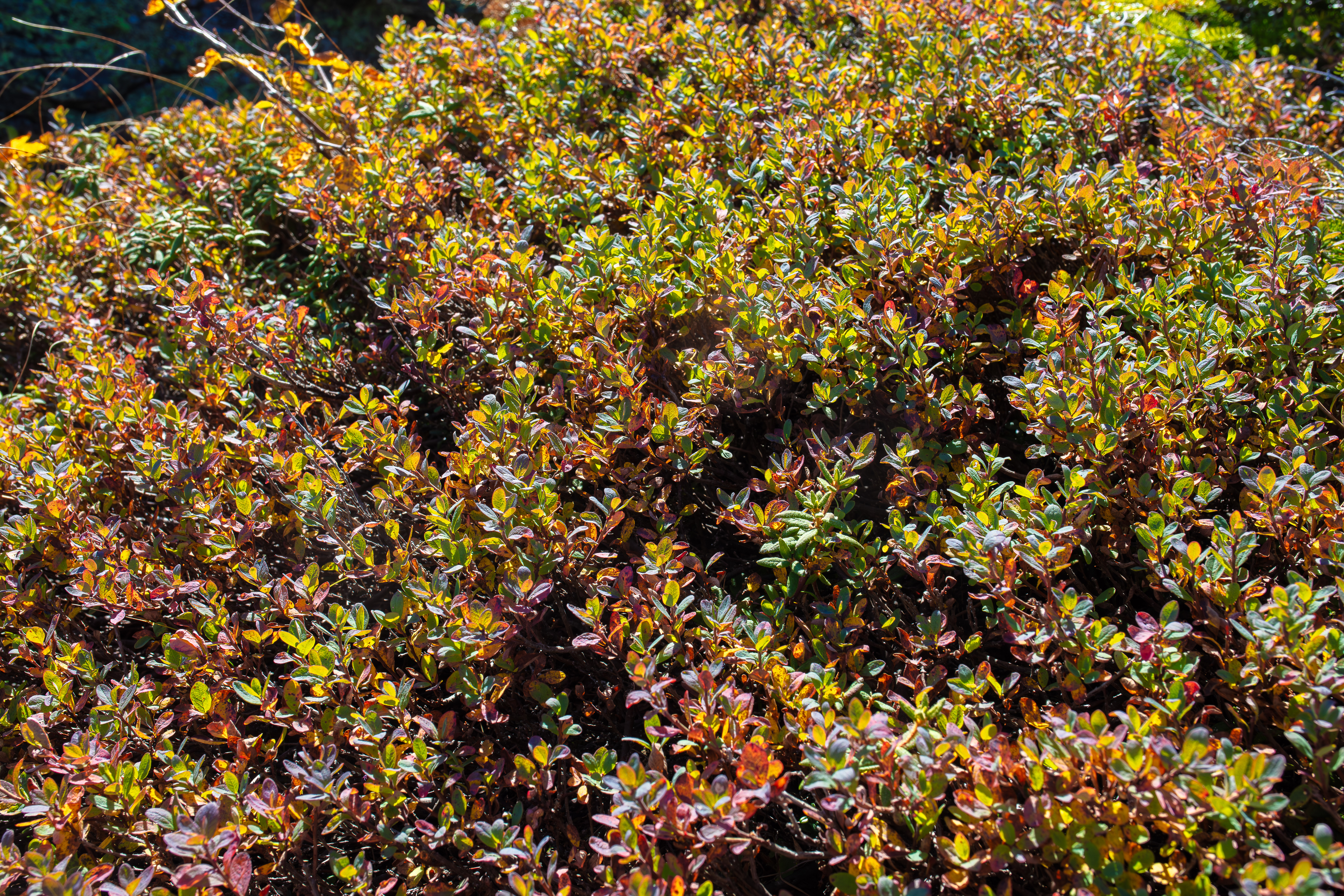 Alpine Bilberry in the White Mountains