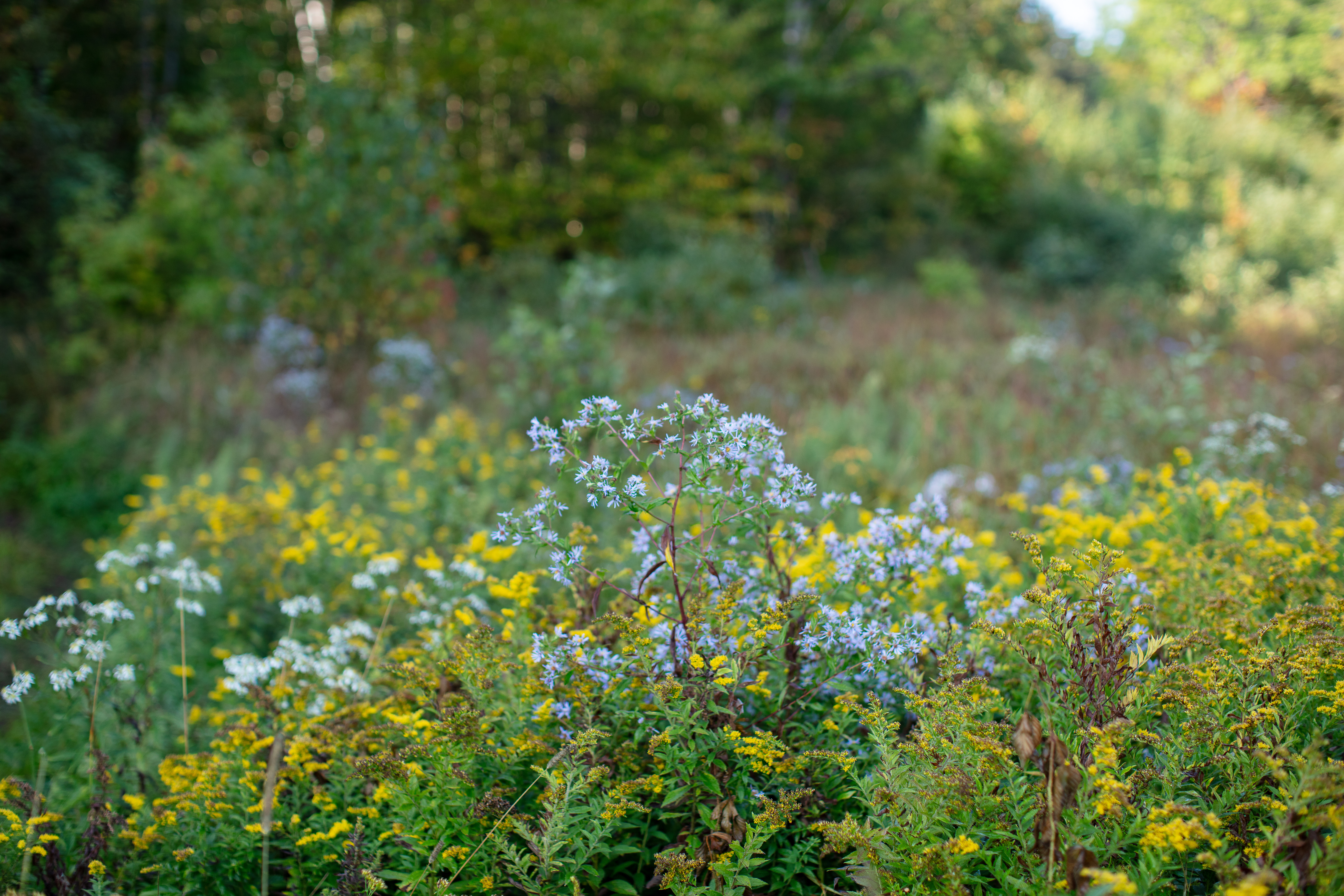 Blue Wood Aster in the White Mountains