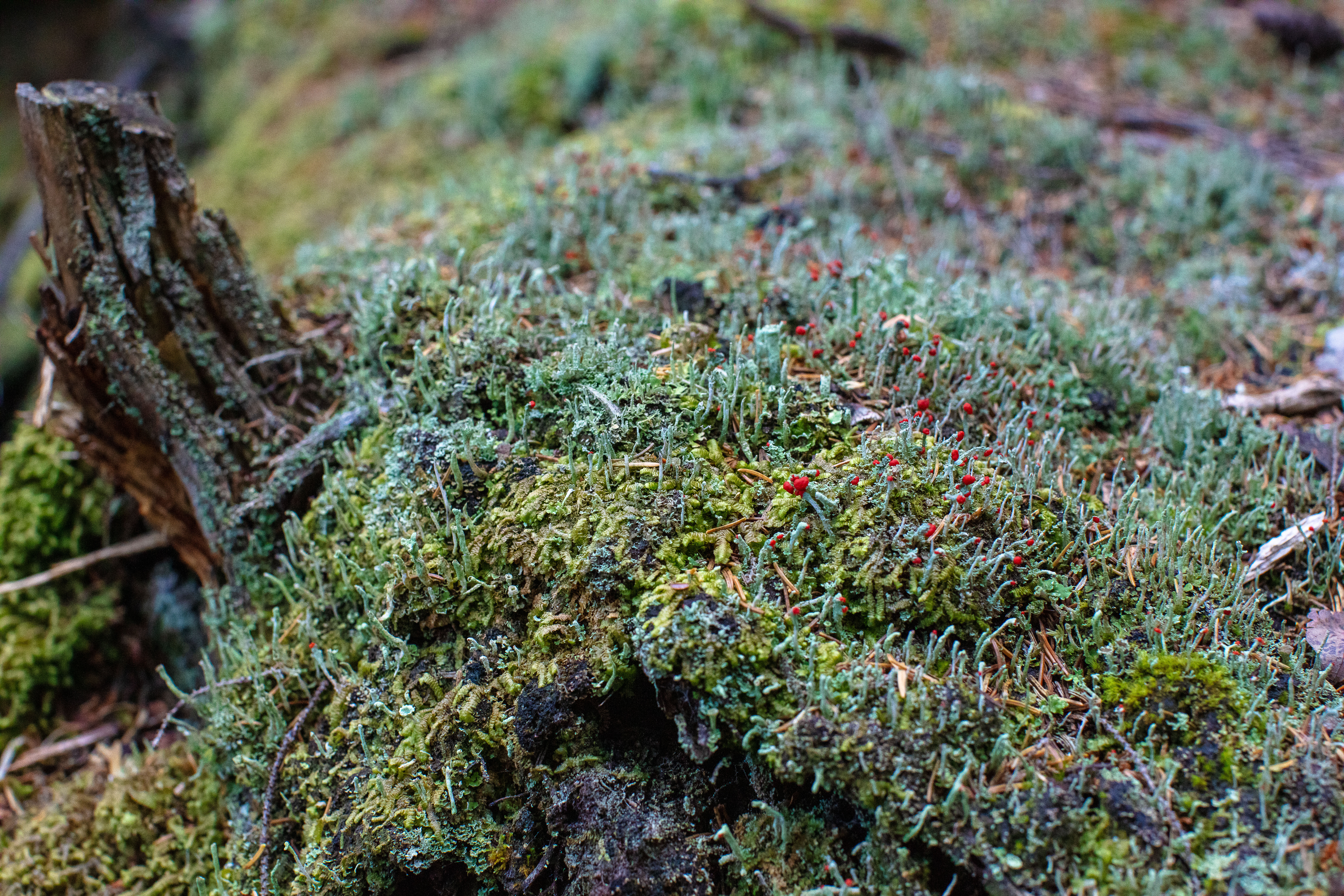 British Soldier Lichen in the White Mountains