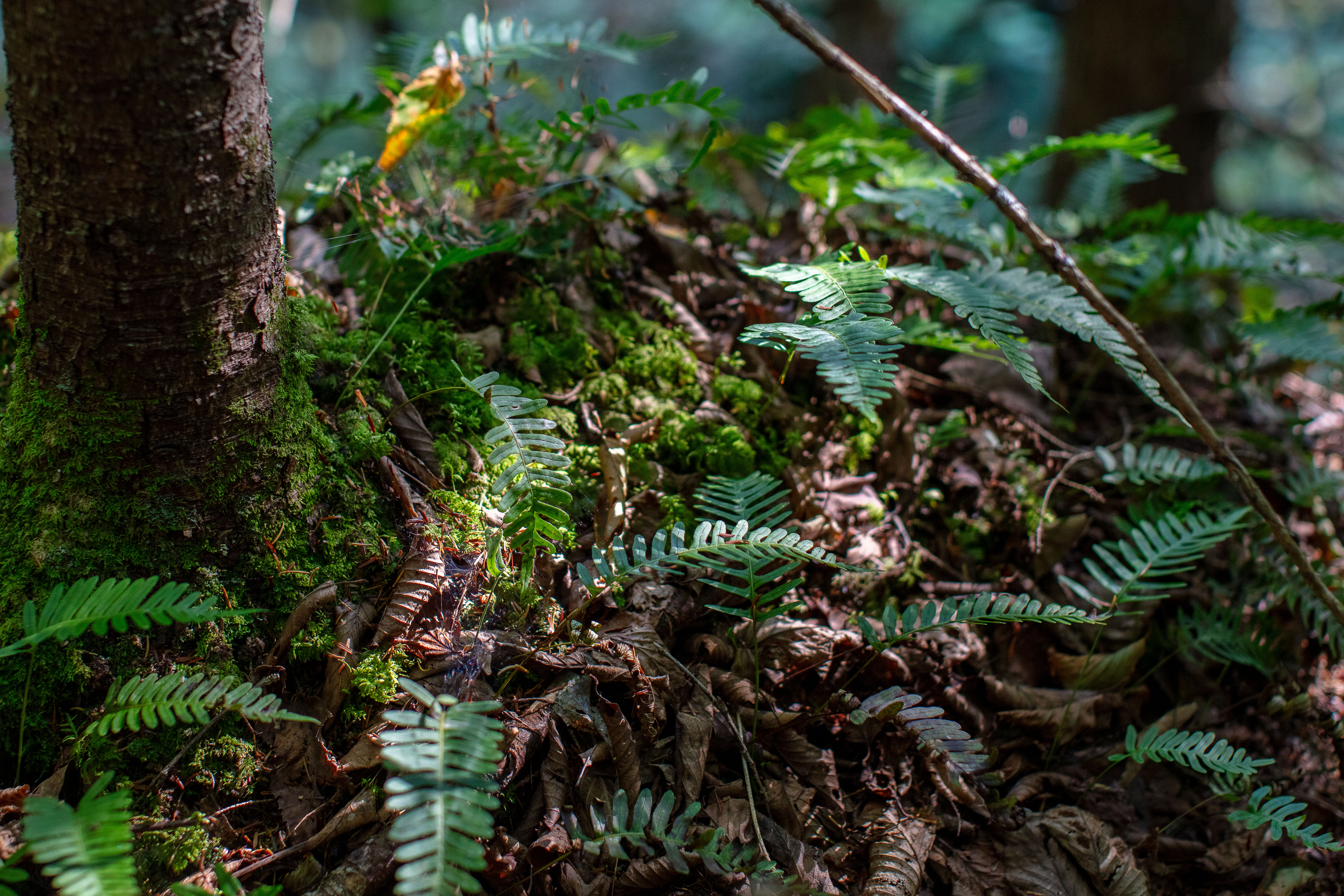 Christmas Fern in the White Mountains
