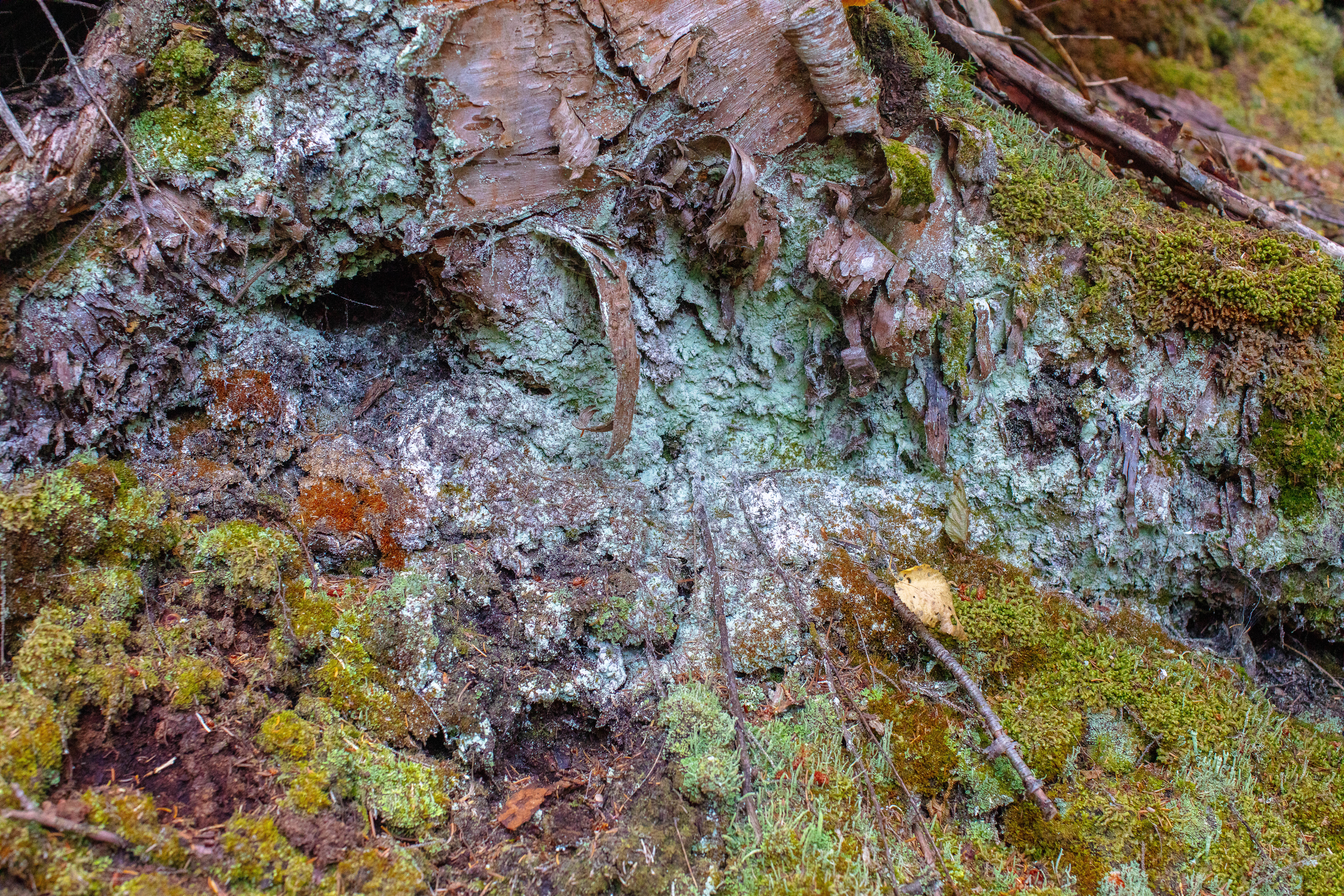 Fairy Puke Lichen in the White Mountains