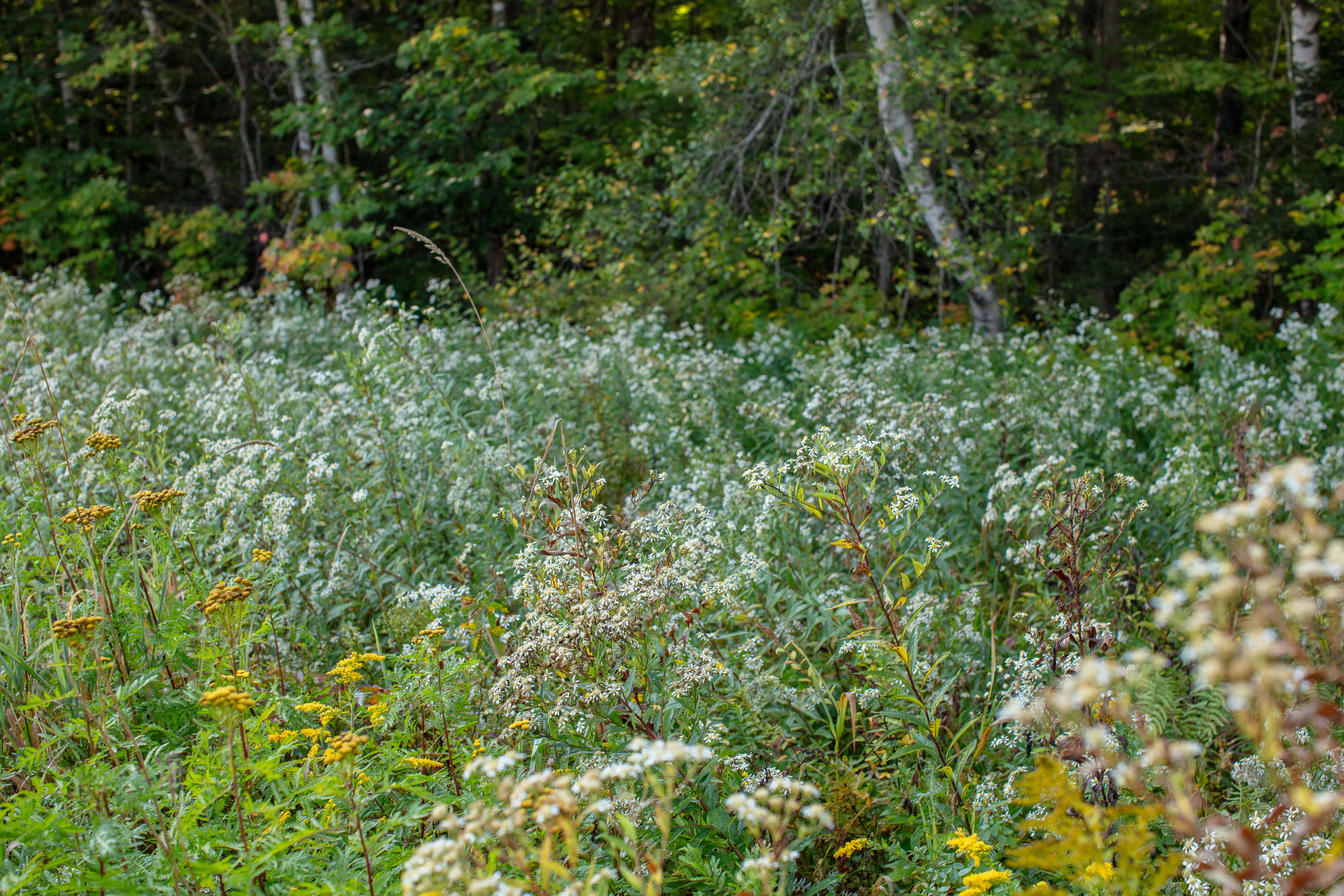 Flat-topped White Aster in the White Mountains