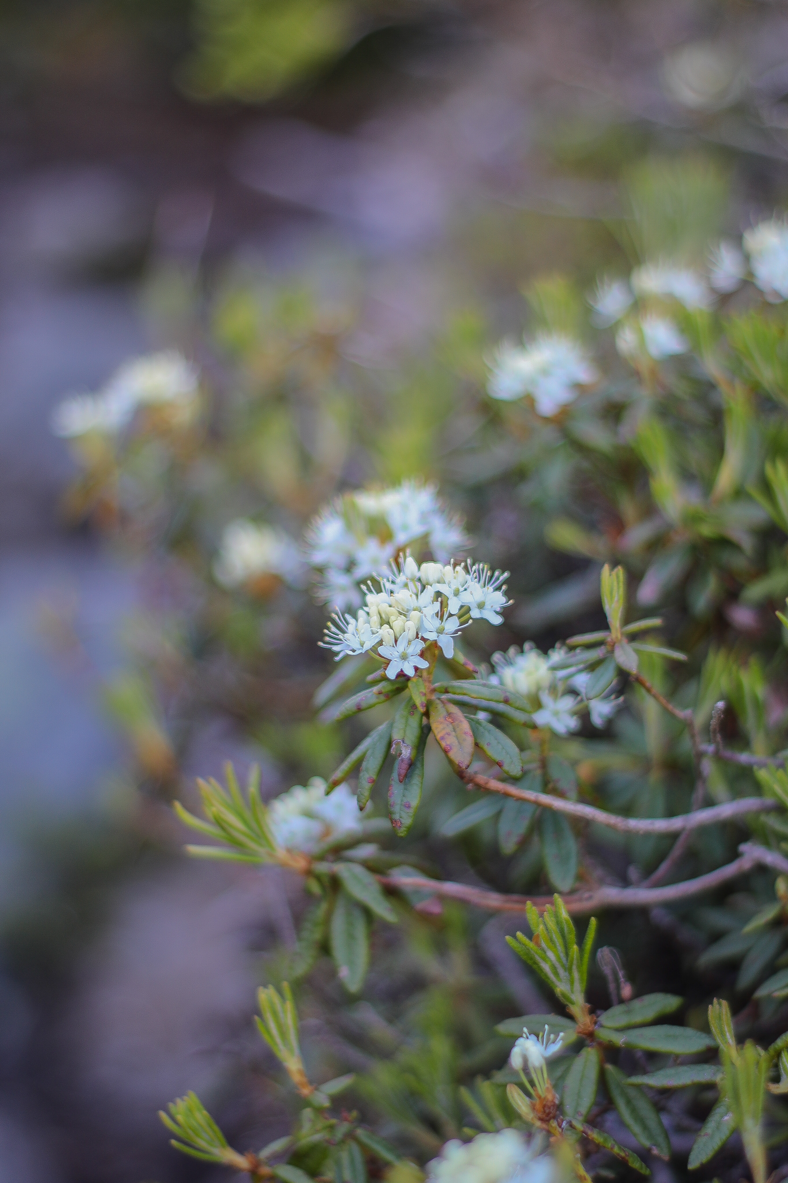 Labrador Tea in the White Mountains