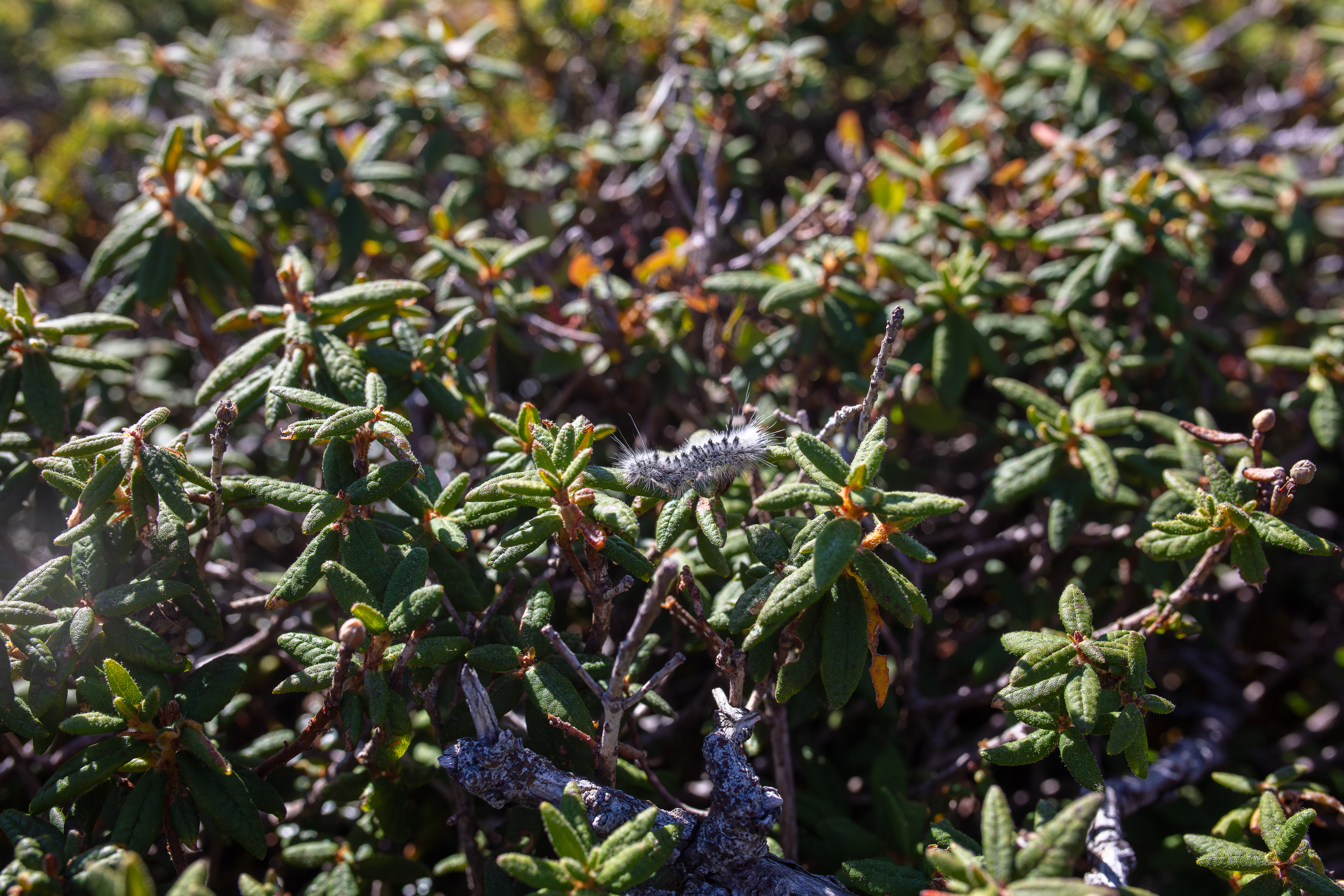 Labrador Tea in the White Mountains