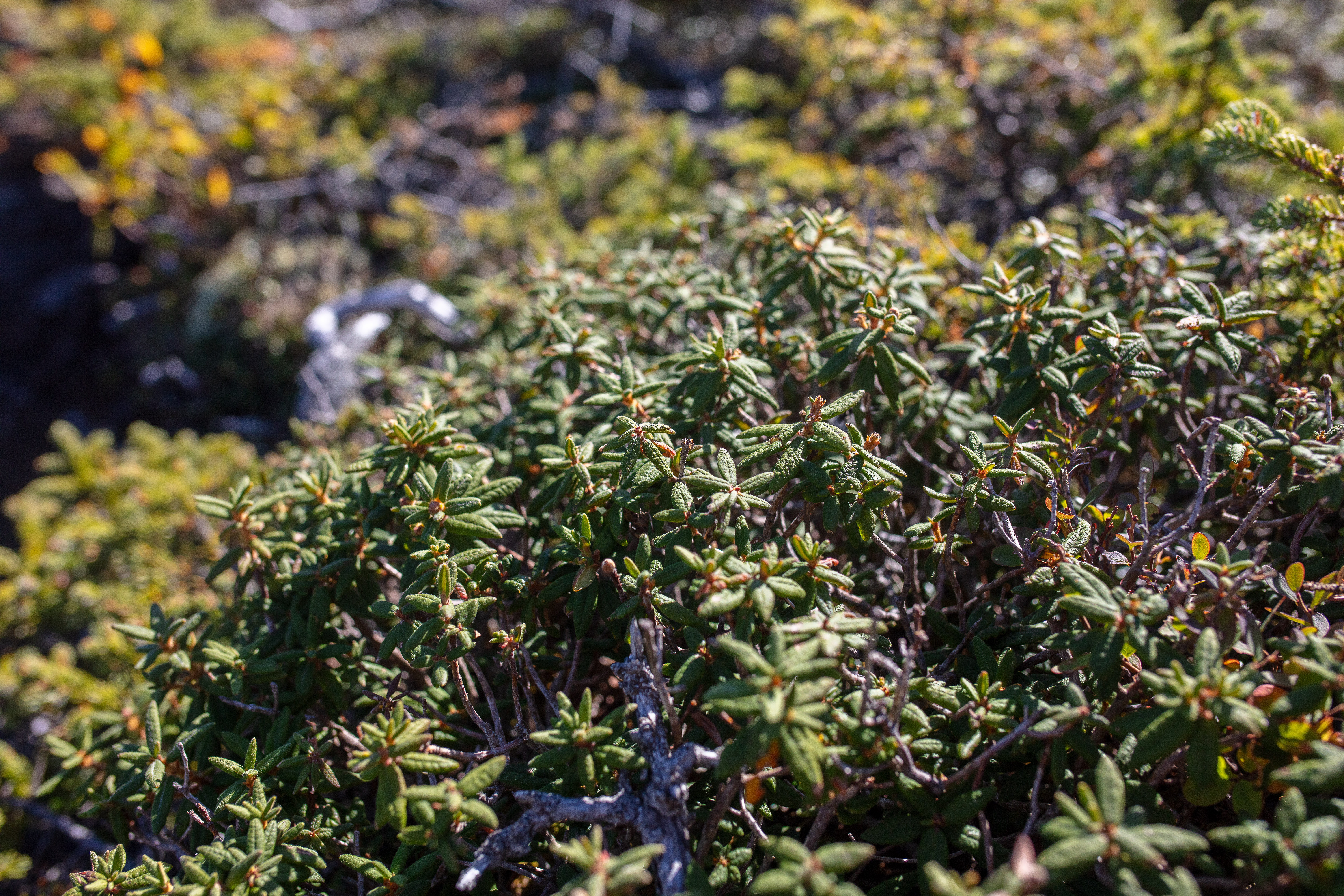 Labrador Tea in the White Mountains