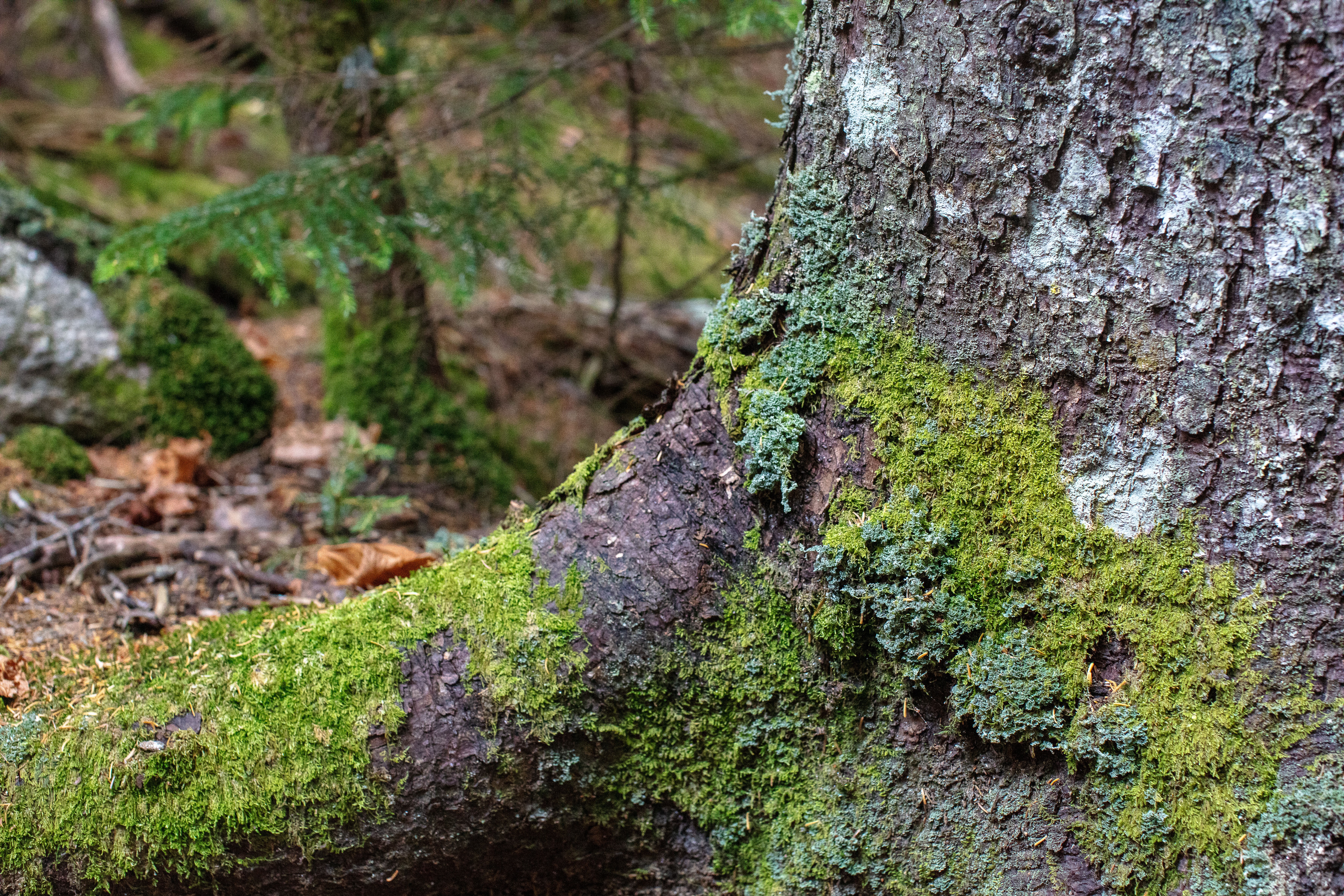 Lungwort Lichen in the White Mountains