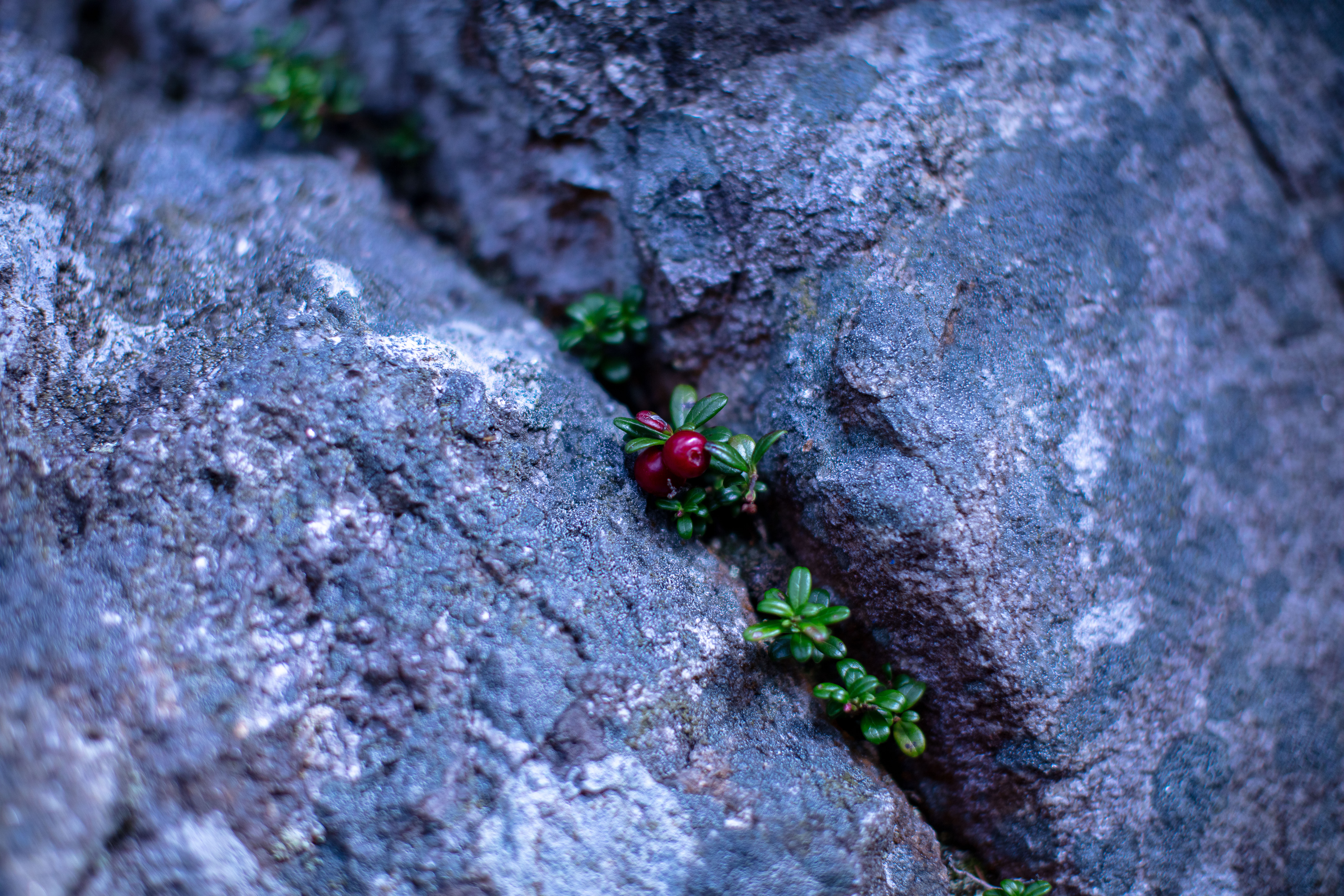 Mountain Cranberry in the White Mountains