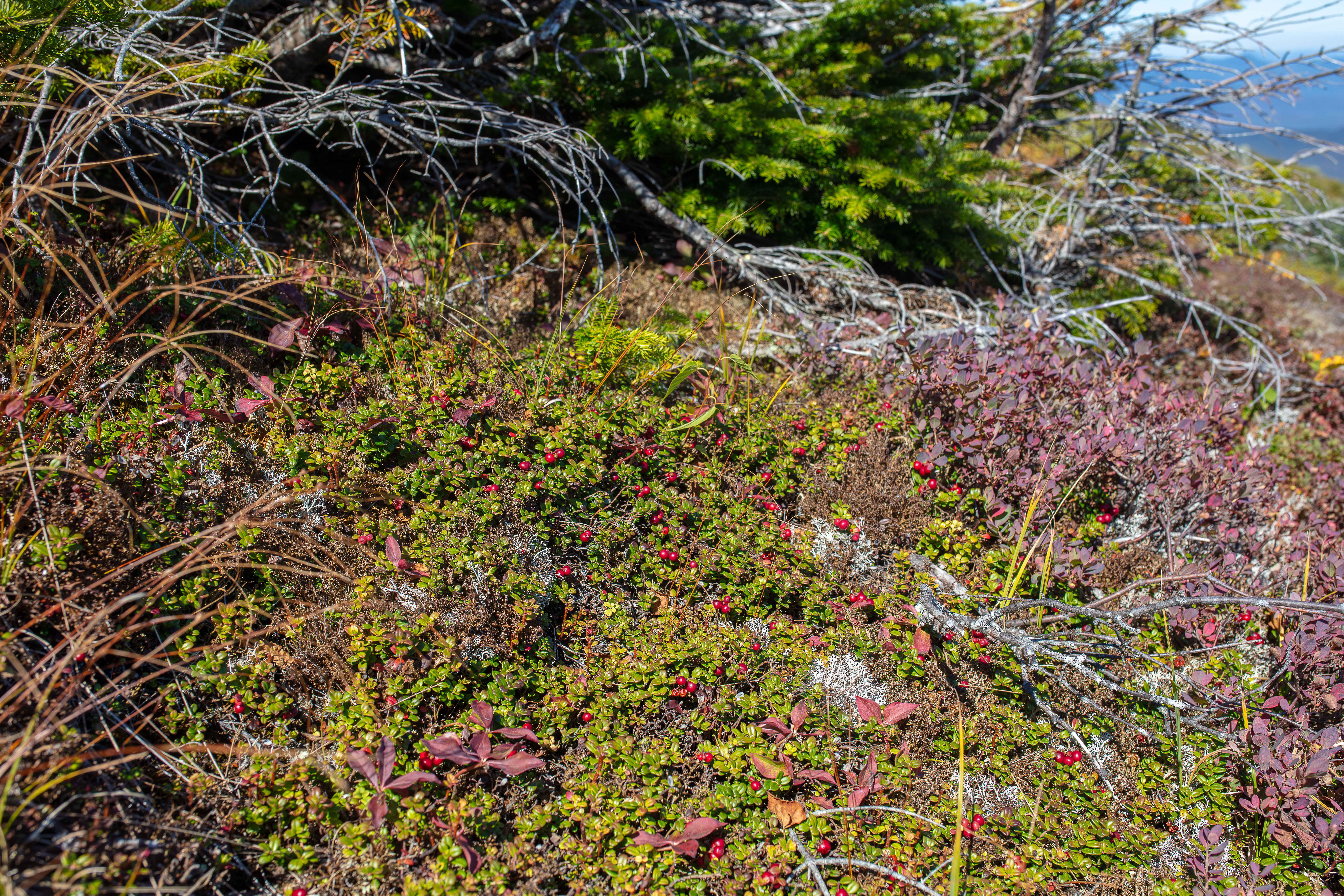 Mountain Cranberry in the White Mountains