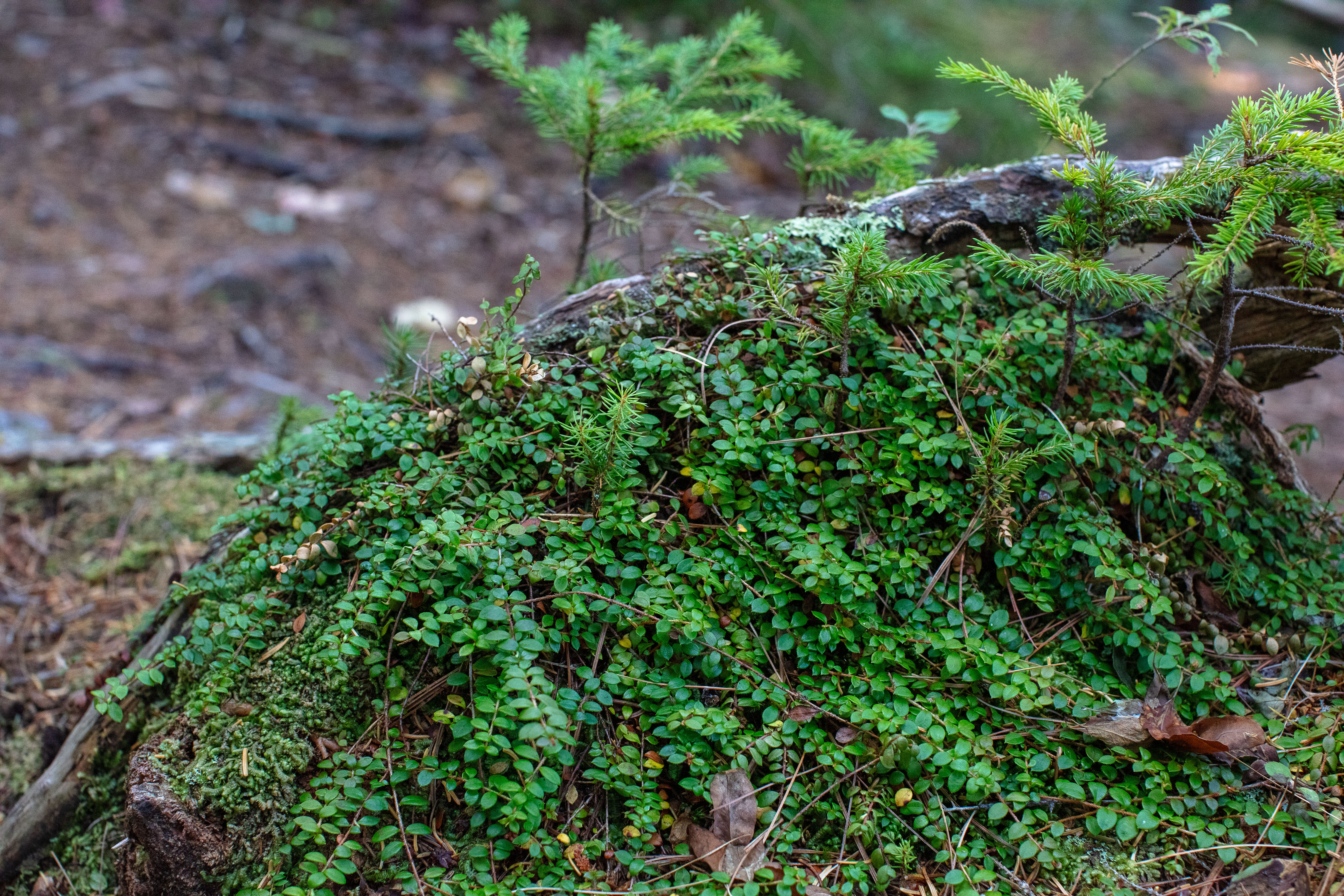 Partridgeberry in the White Mountains