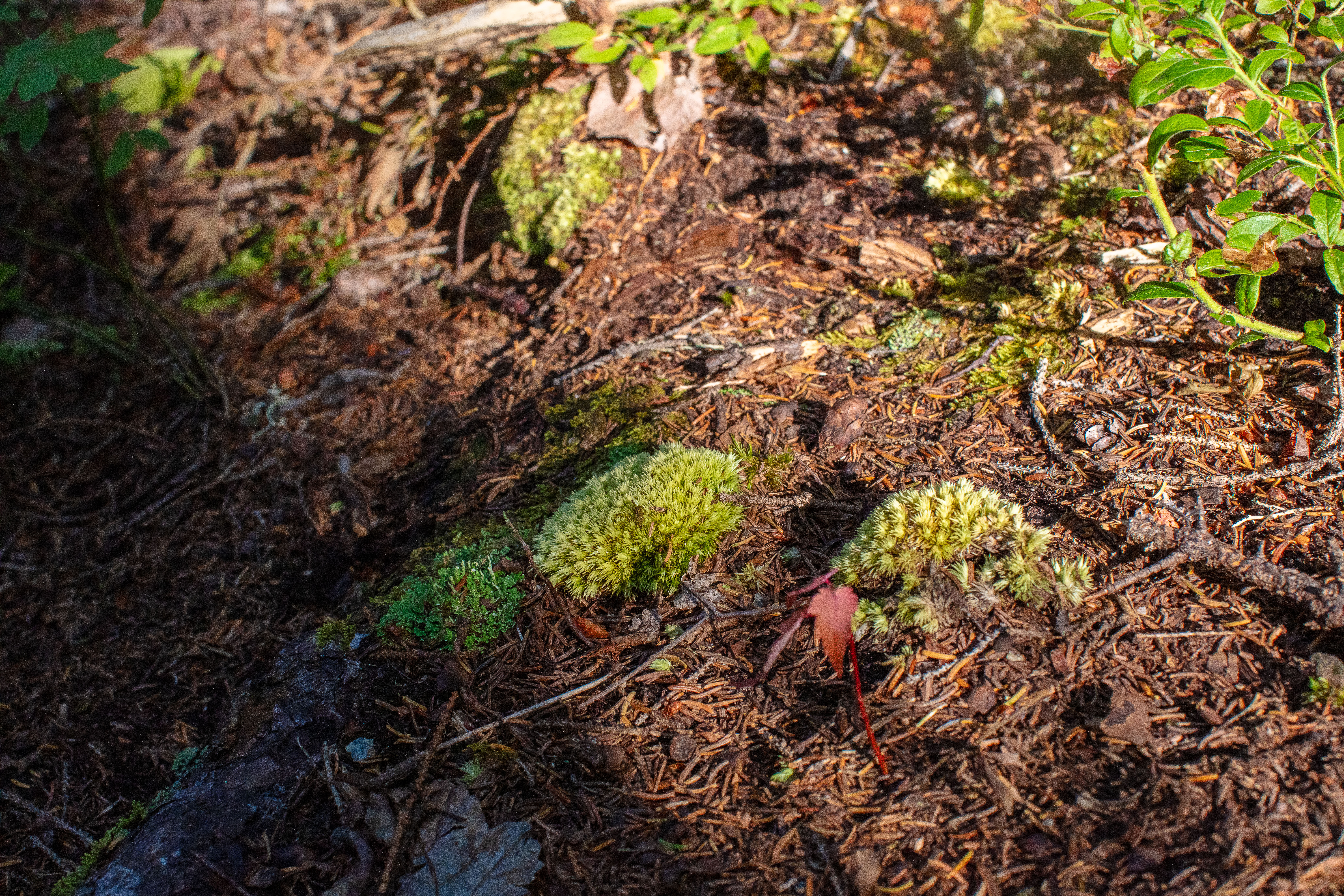 Pincushion Moss in the White Mountains