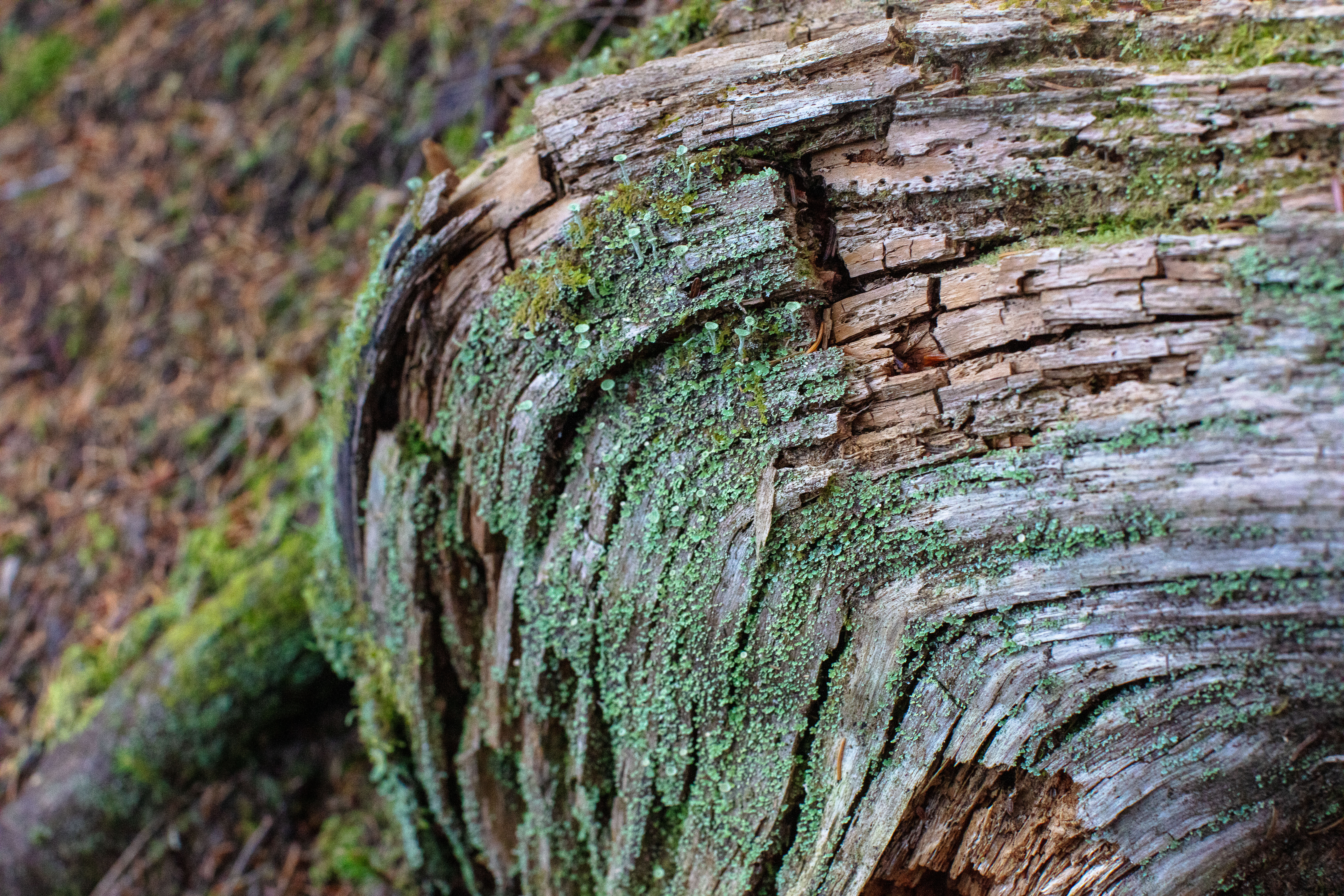 Pixie-cup Lichen in the White Mountains