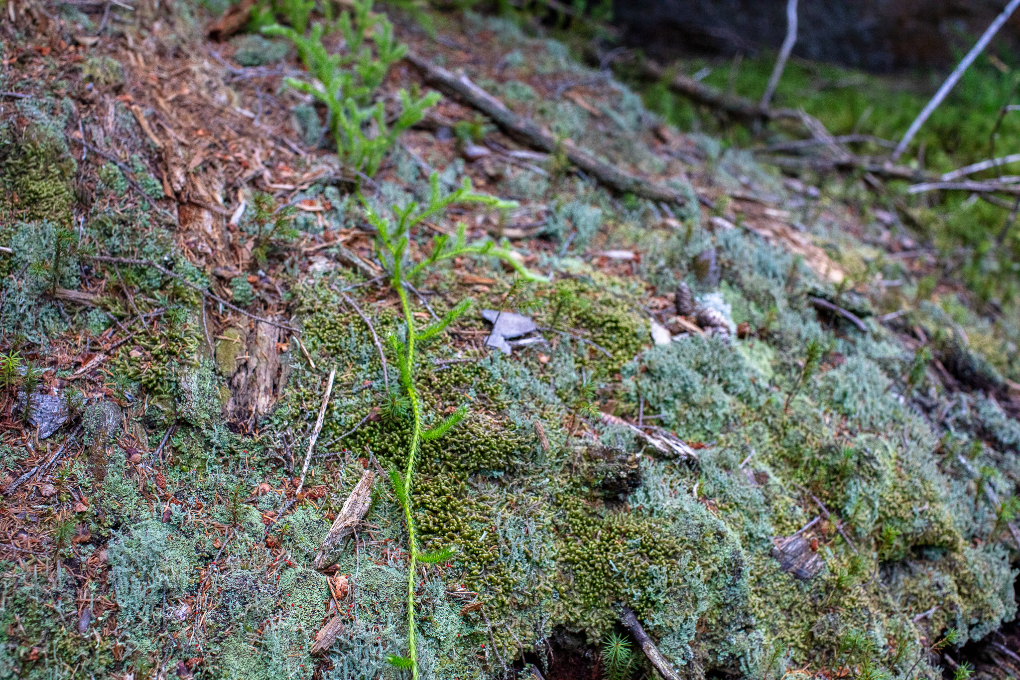 Running Clubmoss (Staghorn Clubmoss) in the White Mountains