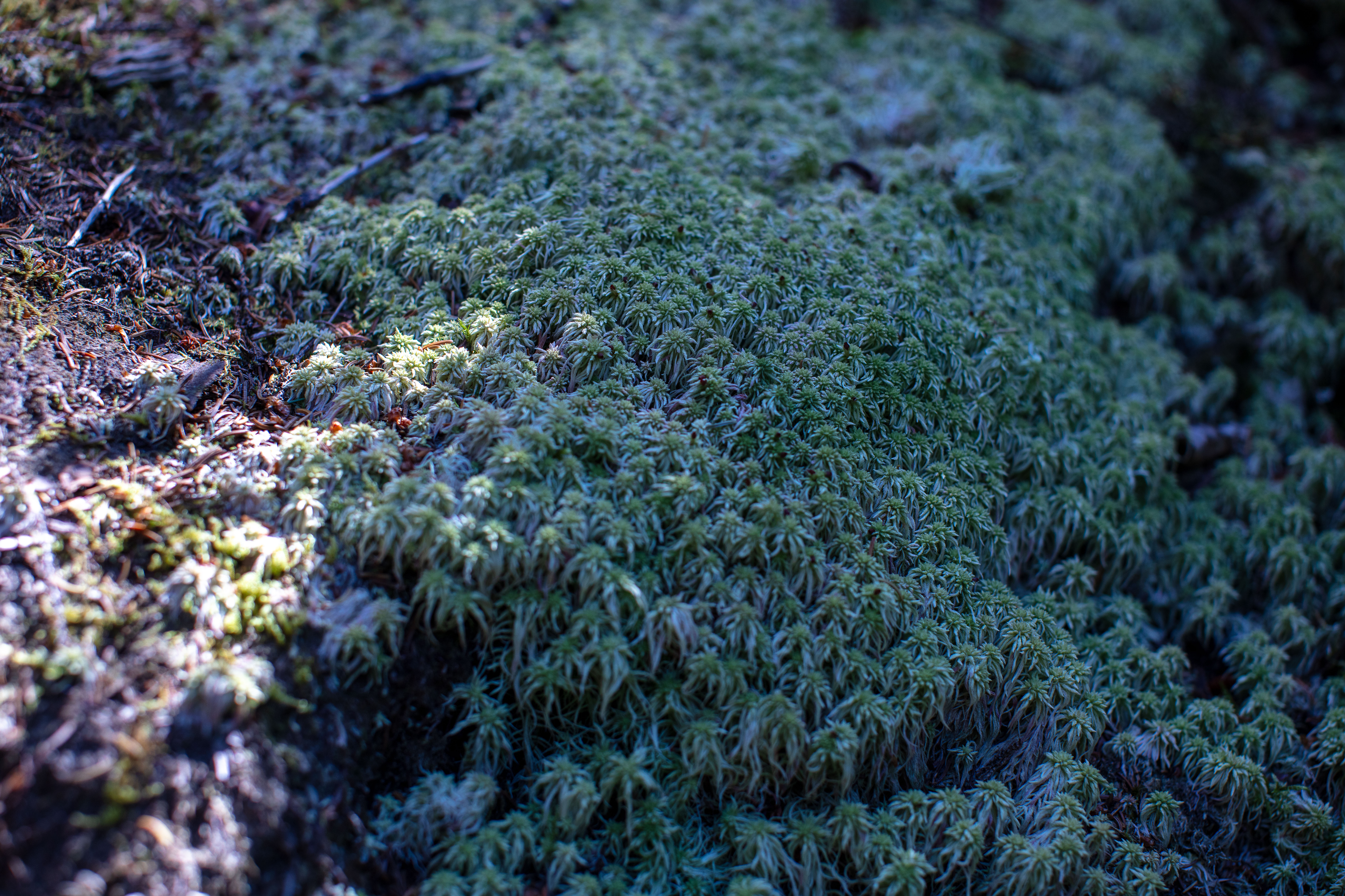 Sphagnum Moss in the White Mountains