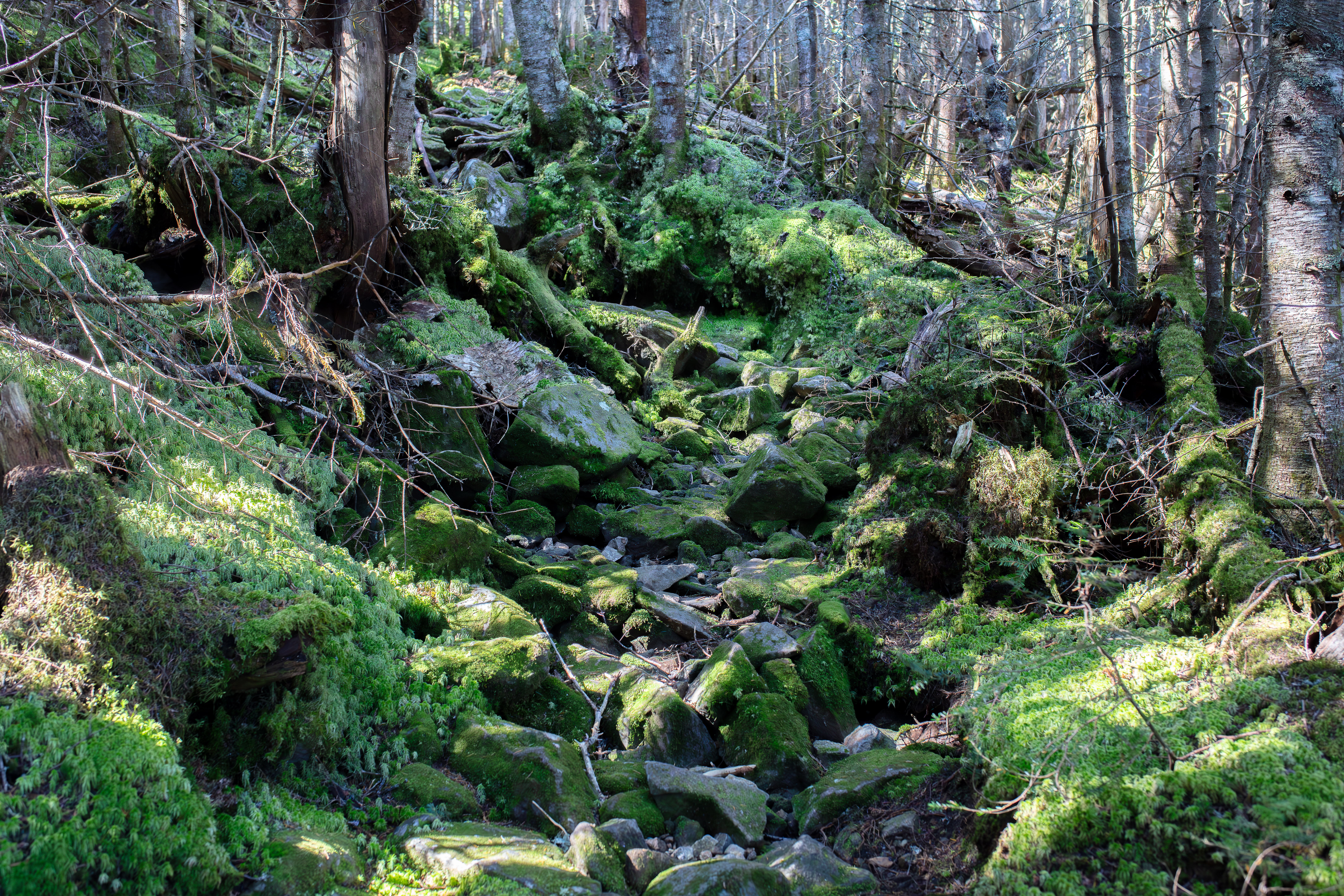Sphagnum Moss in the White Mountains