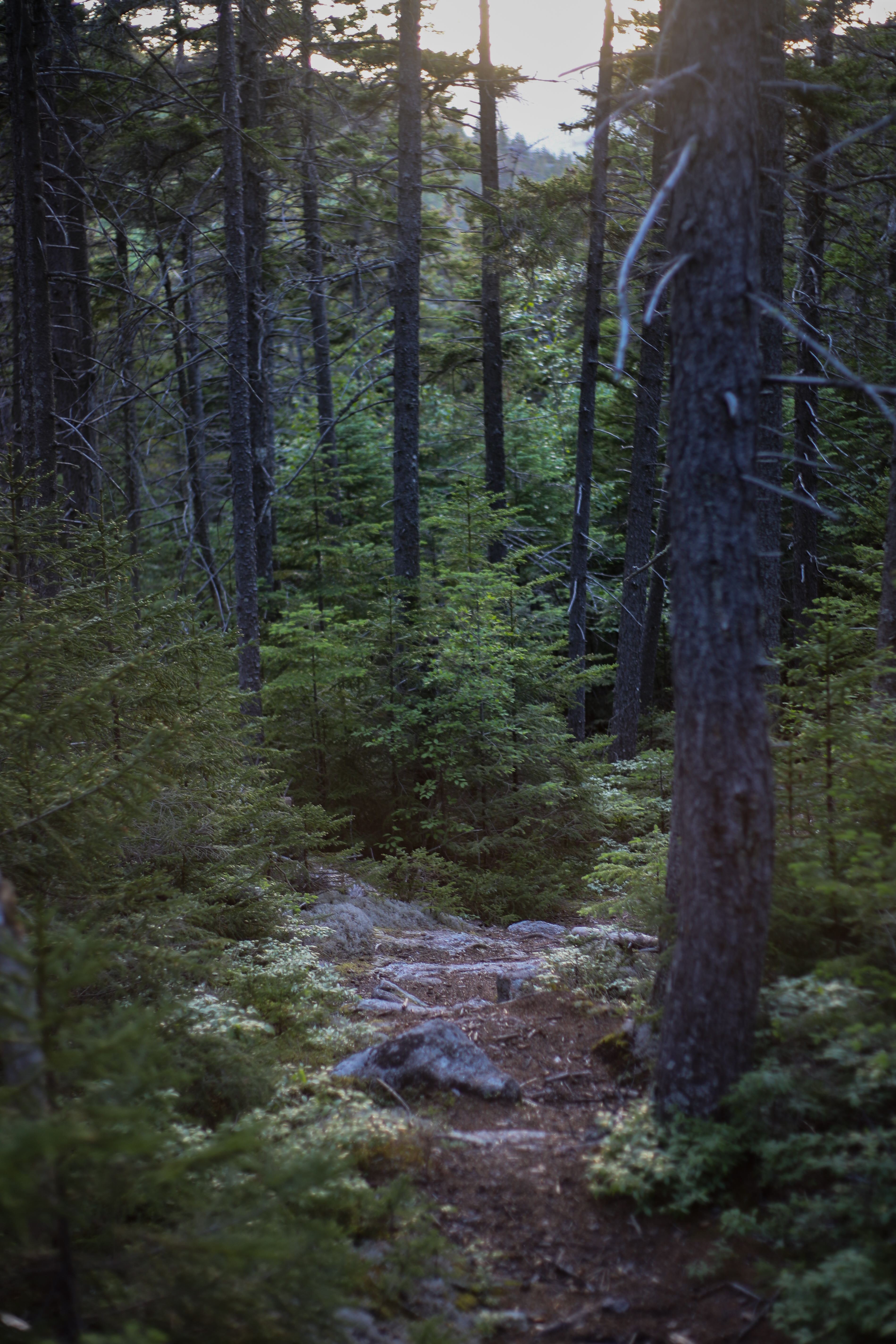 Spruce (Subalpine Spruce) in the White Mountains