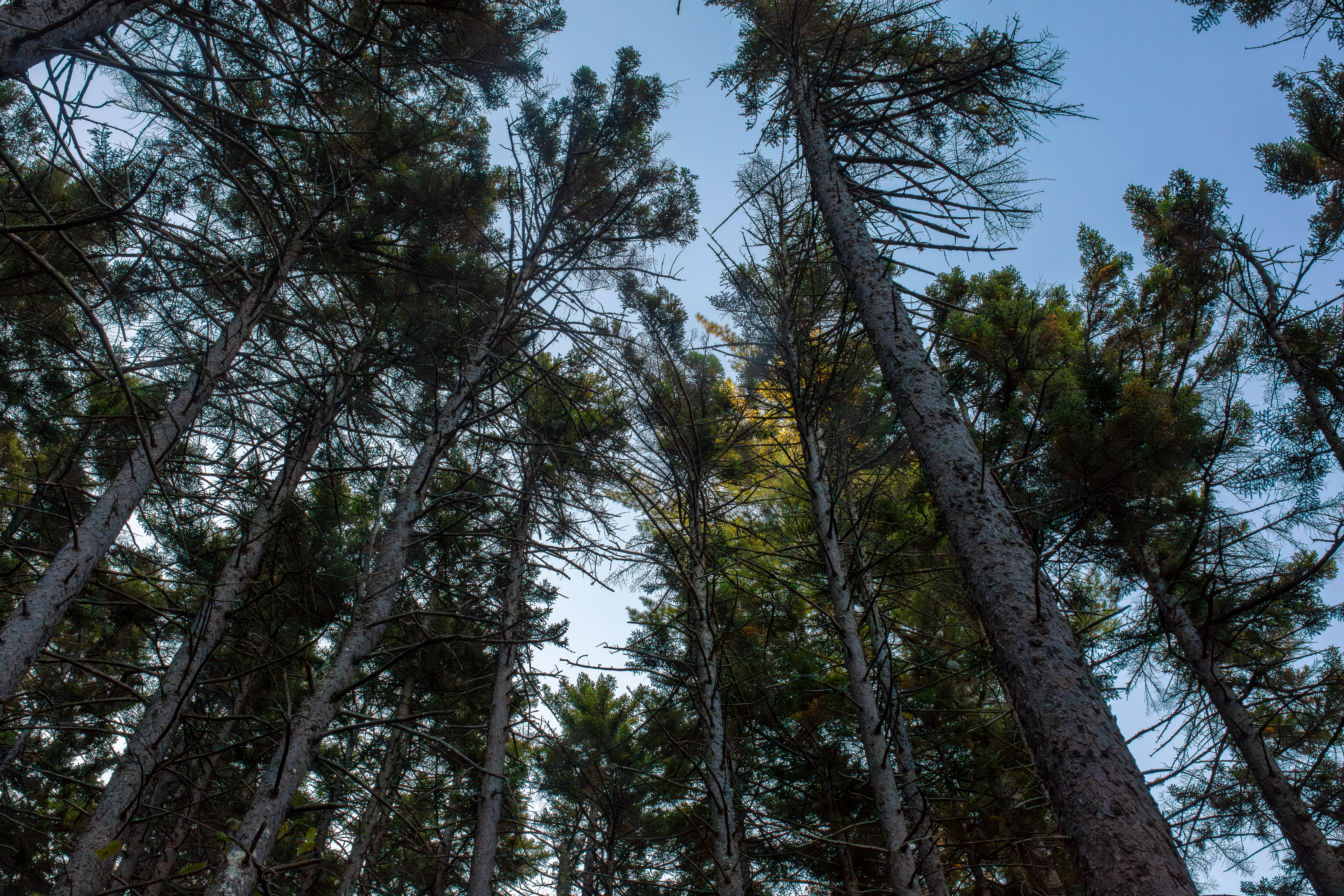 Spruce (Subalpine Spruce) in the White Mountains