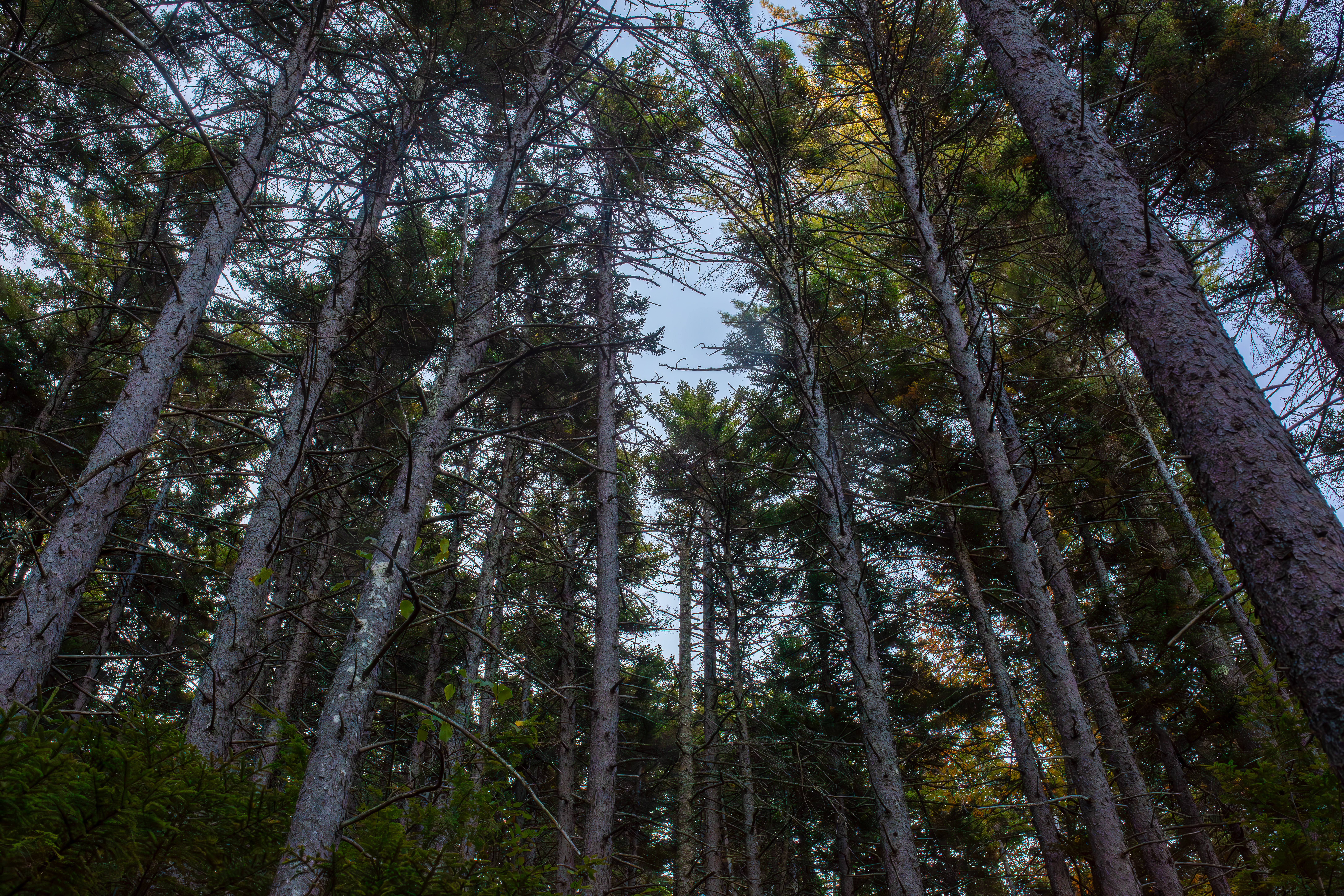 Spruce (Subalpine Spruce) in the White Mountains