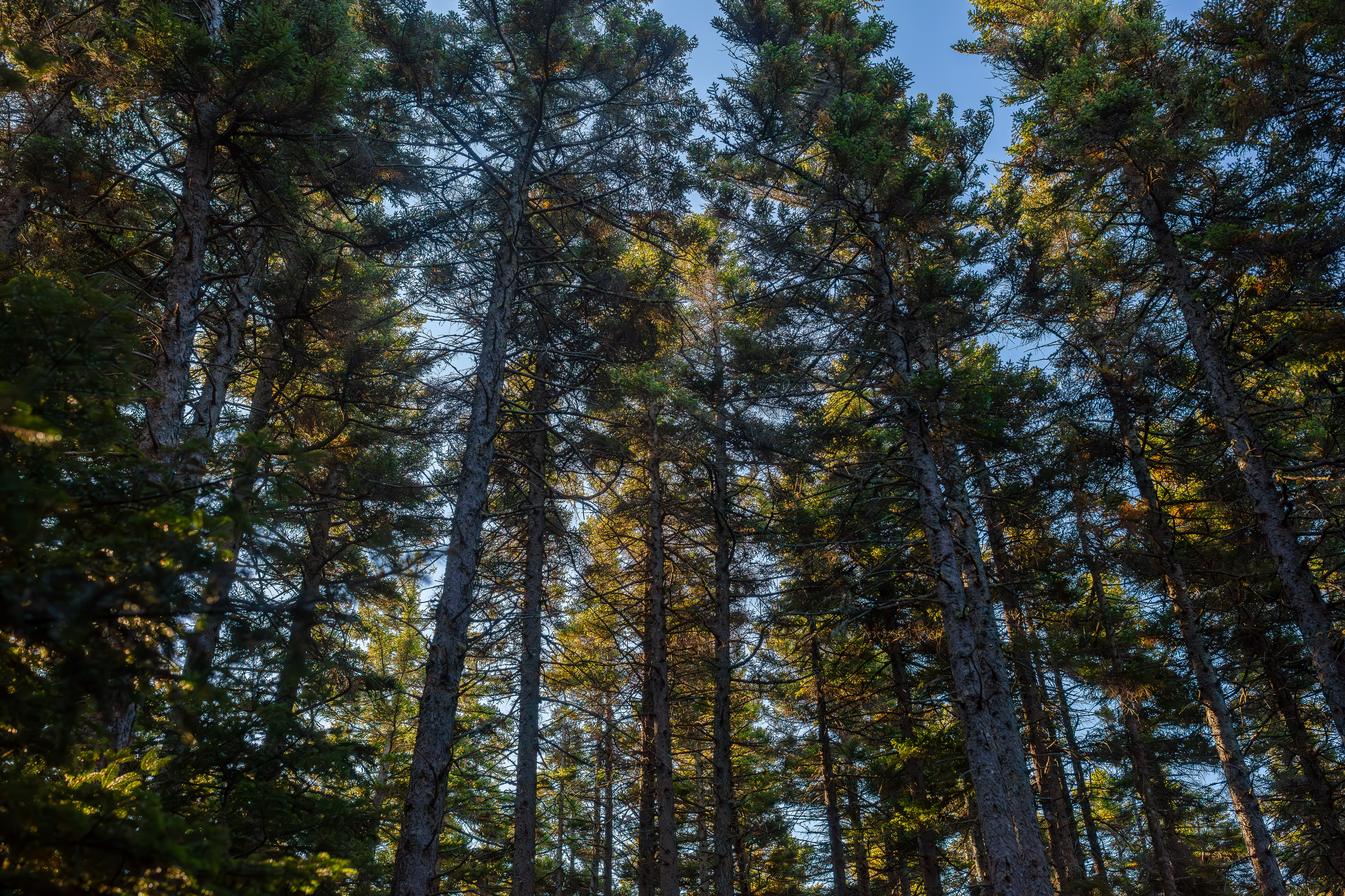 Spruce (Subalpine Spruce) in the White Mountains